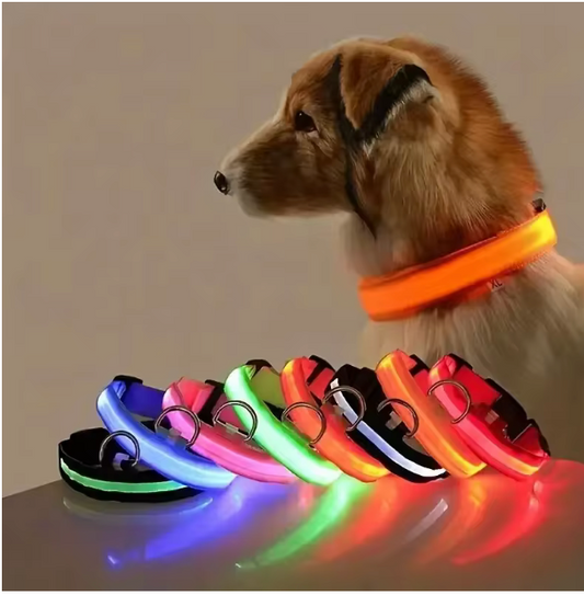 Light-up dog collar